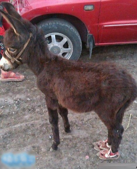 搞笑视频三驴子爆料,揭秘娱乐圈那些不为人知的幕后趣事 第2张 搞笑视频三驴子爆料,揭秘娱乐圈那些不为人知的幕后趣事 第2张